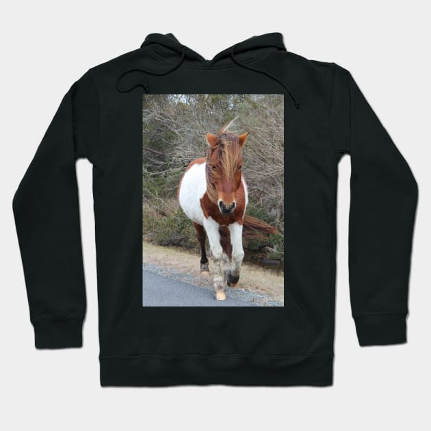 Assateague Pony - Virginia Hoodie by searchlight